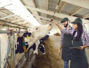 Canada Dairy Farm Worker Jobs