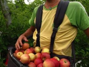 Italy Fruit Picking Jobs