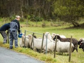 Sheep Farm Jobs in Canada 