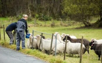 Sheep Farm Jobs in Canada 